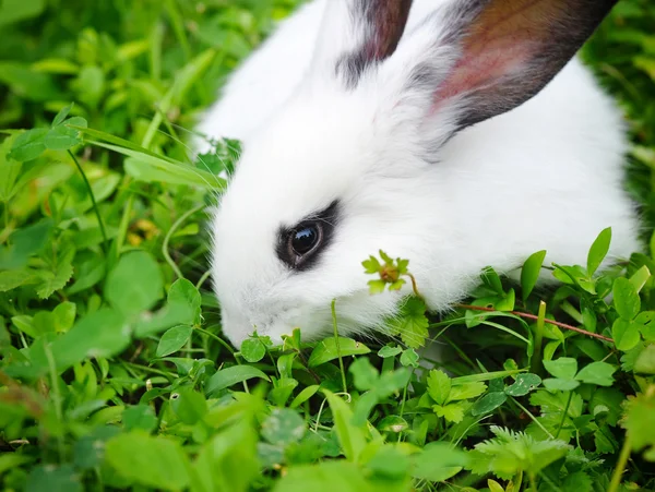 Baby white rabbit in grass — Stock Photo, Image