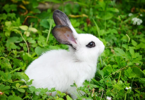 Baby white rabbit in grass — Stock Photo, Image