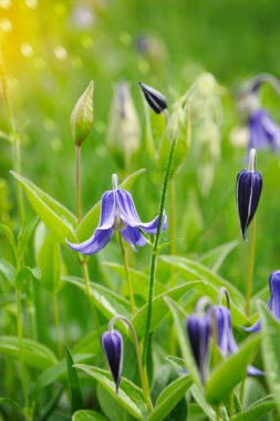 akasma integrifolia Çiçekler bahçede yeşil yeşillik ile