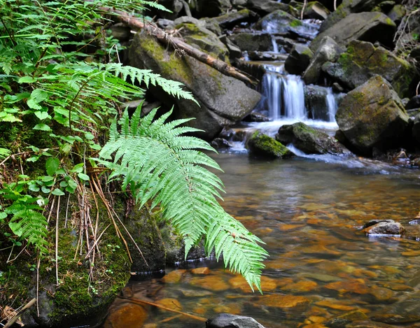 Wasserfall mit Pflanzen — Stockfoto