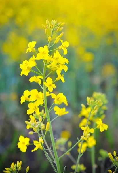Primer plano de la floración de canola o colza (Brassica napus ) —  Fotos de Stock