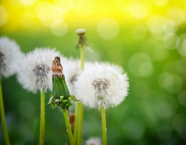 Schöne weiße Löwenzahnblüten auf natürlichem Hintergrund — Stockfoto