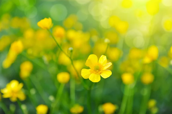 Buttercups yellow flowers on the green meadow — Stock Photo, Image