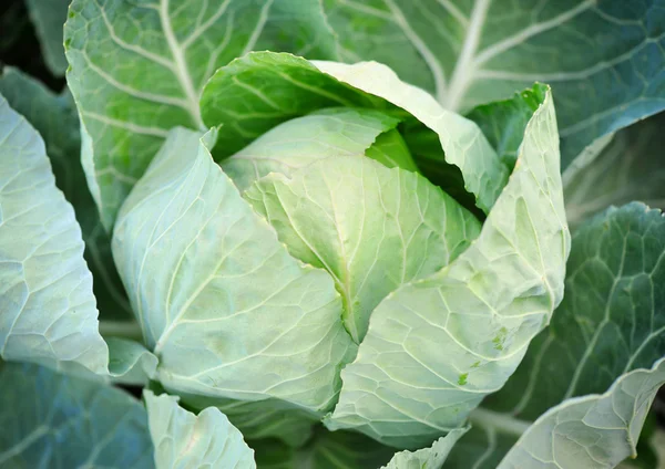 Close-up of fresh cabbage in the vegetable garden — Stock Photo, Image