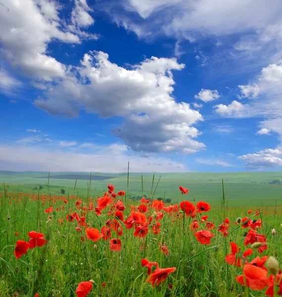 Veld met rode papavers — Stockfoto