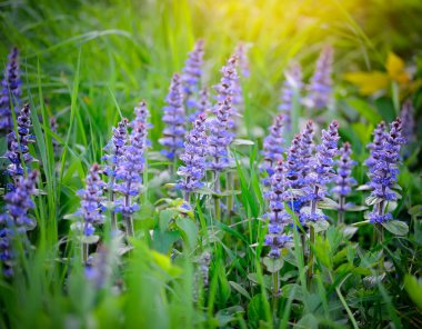 Spring meadow (Ajuga reptans), natural background clipart