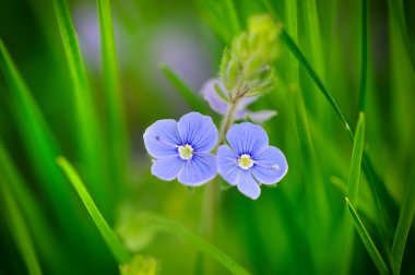 Veronica otu (germander speedwell)