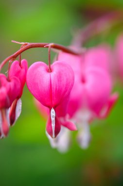 kanama kalp çiçekler (dicentra spectabilis veya lamprocapnos spectabilis)