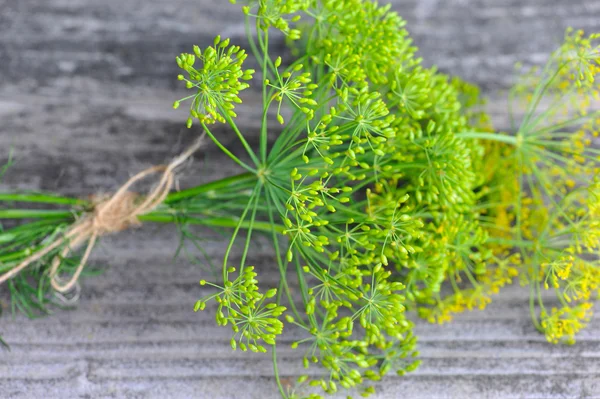 Close-up of Dill flower umbels in autumn — Stock Photo, Image