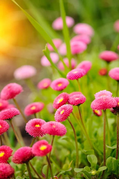 Красивые цветы Маргариты, на открытом воздухе — стоковое фото