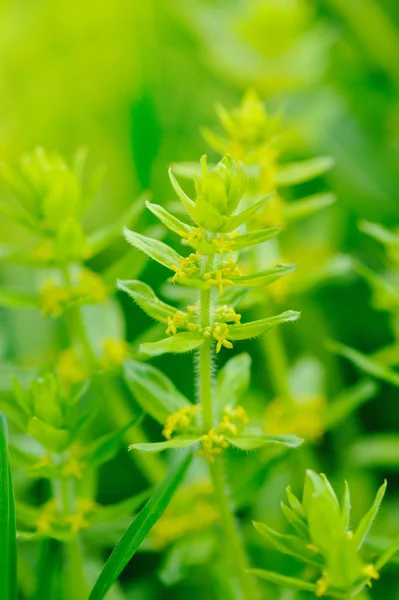 Palha de cama (Cruciata glabra) sobre fundo verde — Fotografia de Stock