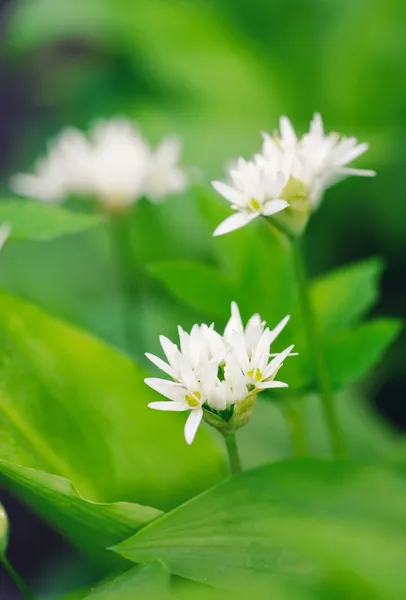 Flores de ajo silvestre en primavera (Allium ursinum), hierba culinaria comestible —  Fotos de Stock