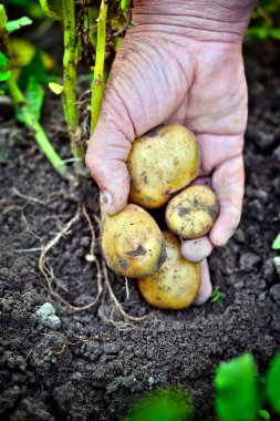 avuç taze patates hasat