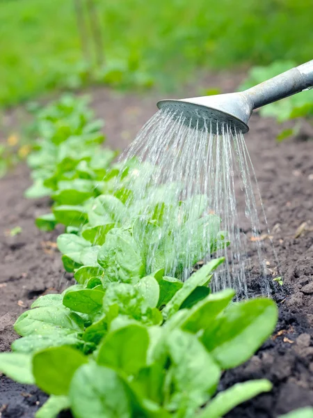 Watering of vegetable bed with rows of spinach — Stock Photo, Image