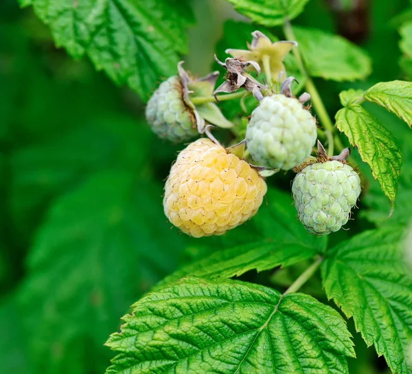 Gula hallon på en Bush i trädgården — Stockfoto