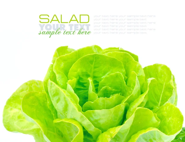 Fresh green salad isolated on white background — Stock Photo, Image