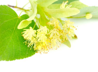 Beyaz bir arka planda ıhlamur ağacının çiçekleri