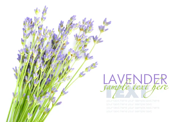 Lavender flowers (Lavandula) on a white background — Stock Photo, Image
