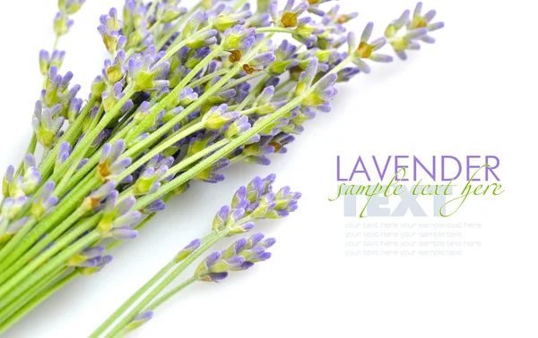 Lavender flowers (Lavandula) on a white background — Stock Photo, Image