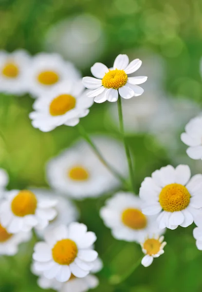 Camomilla fiore — Foto Stock