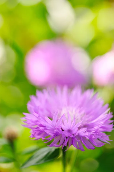 Close-up of cornflower — Stock Photo, Image