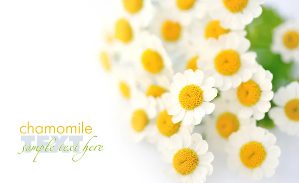 Flores de camomila em um fundo branco — Fotografia de Stock