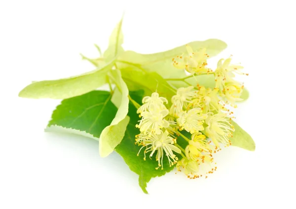 Flores de tília em um fundo branco — Fotografia de Stock