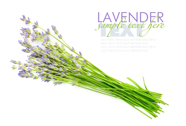 Lavendelblüten (Lavandula) auf weißem Hintergrund — Stockfoto