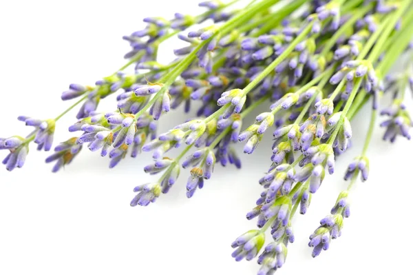 Flores de lavanda (Lavandula) sobre fondo blanco —  Fotos de Stock