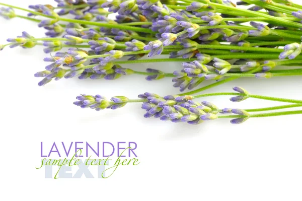 Fiori di lavanda (Lavandula) su sfondo bianco — Foto Stock