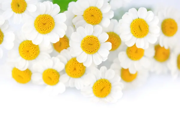 Flores de camomila em um fundo branco — Fotografia de Stock