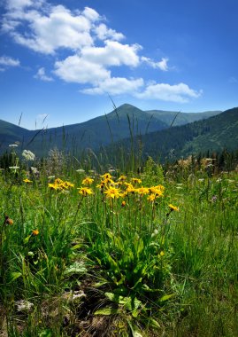 Arnica çiçek (Arnika montana) Dağları'nın arka plan ve