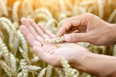 Çiftçinin elinde olgun altın buğday kulakları