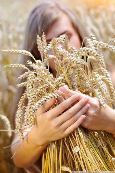 Tjejhänder embracing öron av vete i fältet — Stockfoto