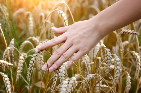 Mulher mão passando e tocando trigo - close-up — Fotografia de Stock