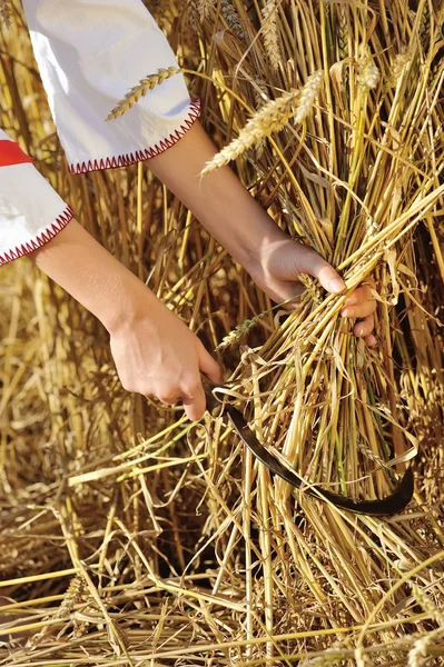 Frau erntet Weizen mit Sichel. Nahaufnahme — Stockfoto