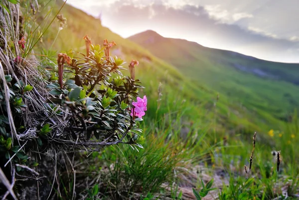 Pink rhododendron flower on summer mountain. Carpathian, Ukraine — Stock Photo, Image