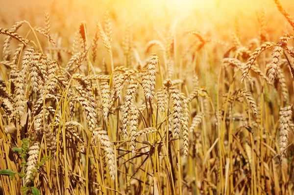 Campo de trigo en un día soleado caliente — Foto de Stock