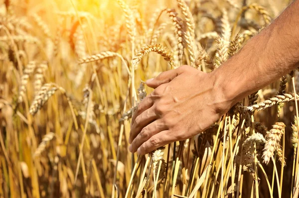 Farmer in campo toccando le sue spighe di grano — Foto Stock