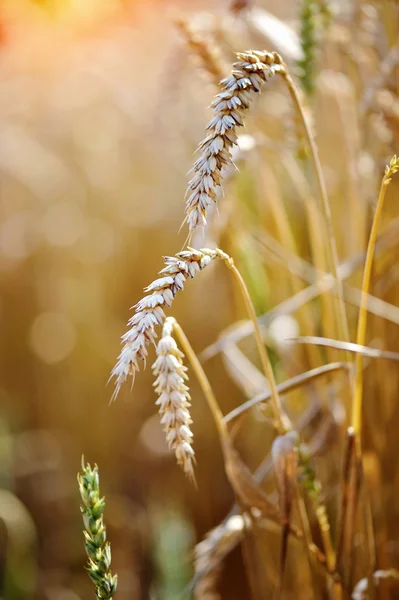 Ripe ears wheat. Close-up — Stock Photo, Image