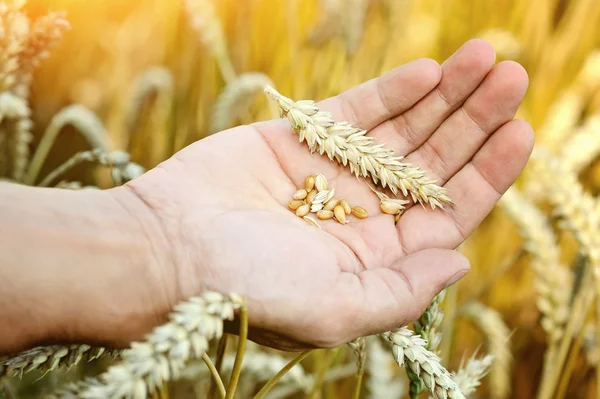 Goldernte in der Hand über Feld Stockbild