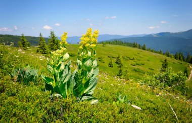 dağlar ve mavi gökyüzü arka plan üzerinde yılan otu (gentiana lutea)