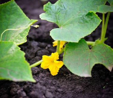 yatağı üzerinde büyüyen salatalık çiçeği