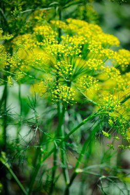 ev bahçe büyüyen dereotu