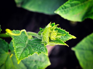 yatağı üzerinde salatalık bitkiler