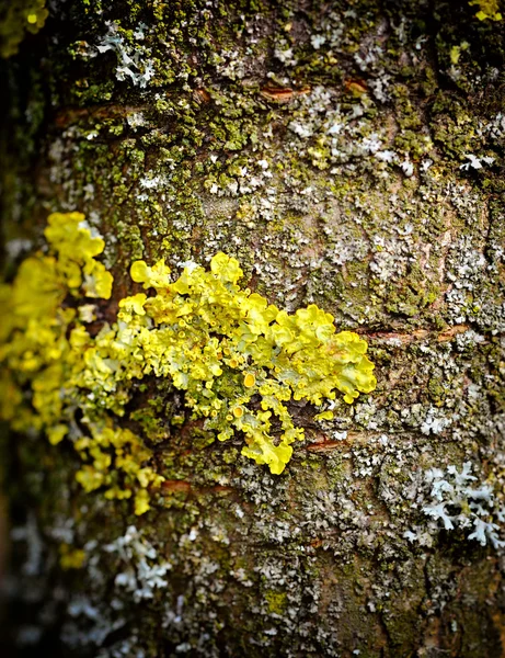 Macro de liquen (Xanthoria) — Foto de Stock