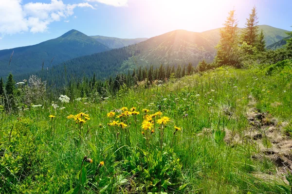 Arnika-Blüten (Arnica montana) vor einem Hintergrund von Bergen und blauem Himmel — Stockfoto