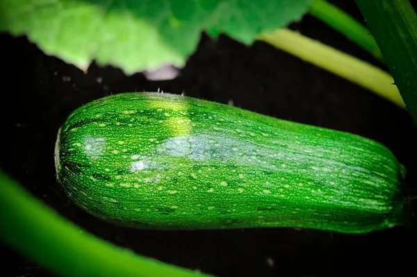 Frukt zucchini i grönsakslandet — Stockfoto