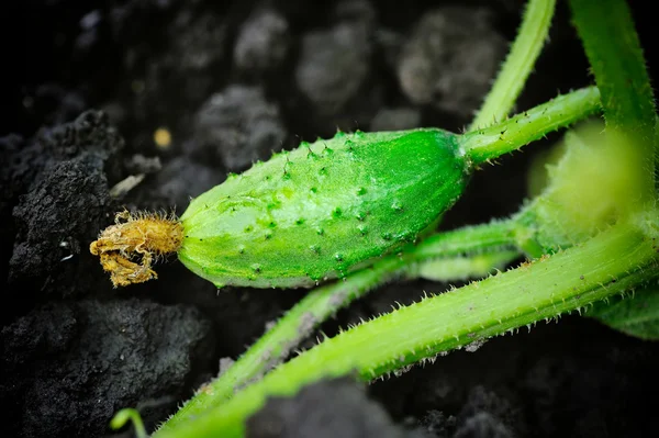 Growing cucumber in the garden — Stock Photo, Image