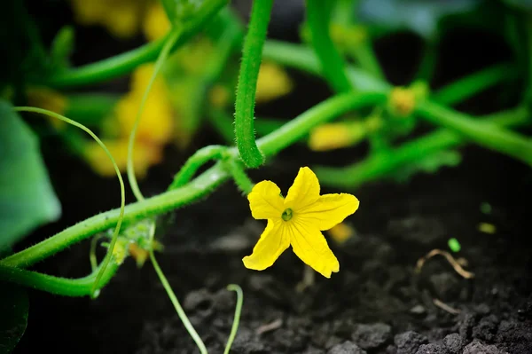 Fiore di cetriolo che cresce su un letto — Foto Stock